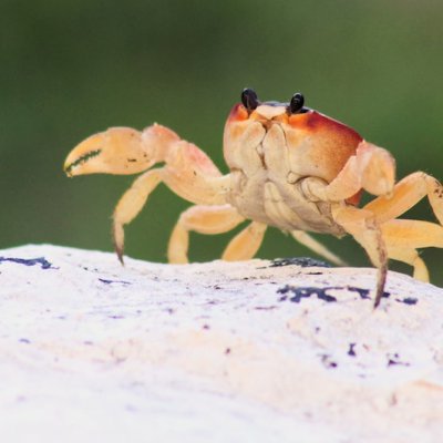 crab