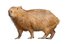 el/la capibara