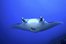 la mantarraya