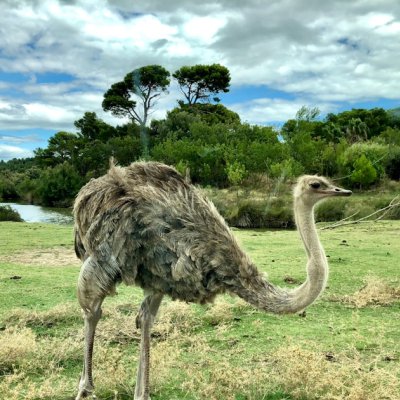 ostrich