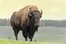 el bisonte