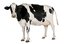 la vaca